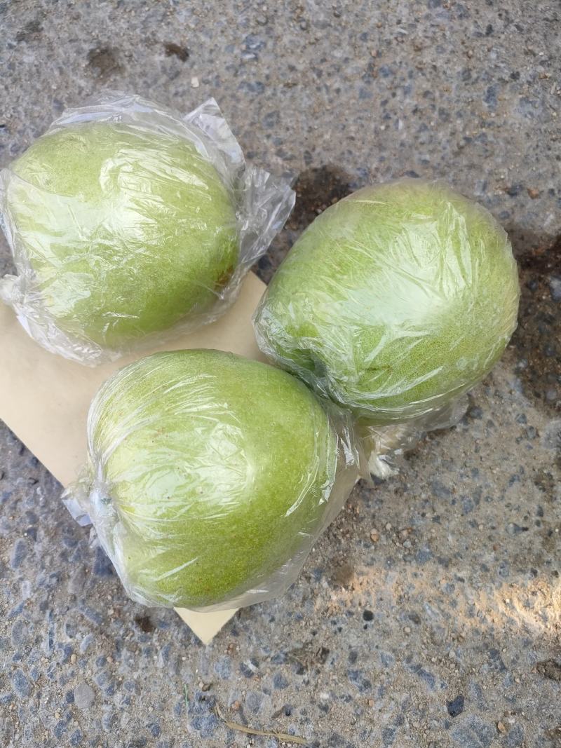 大量金帅苹果上市