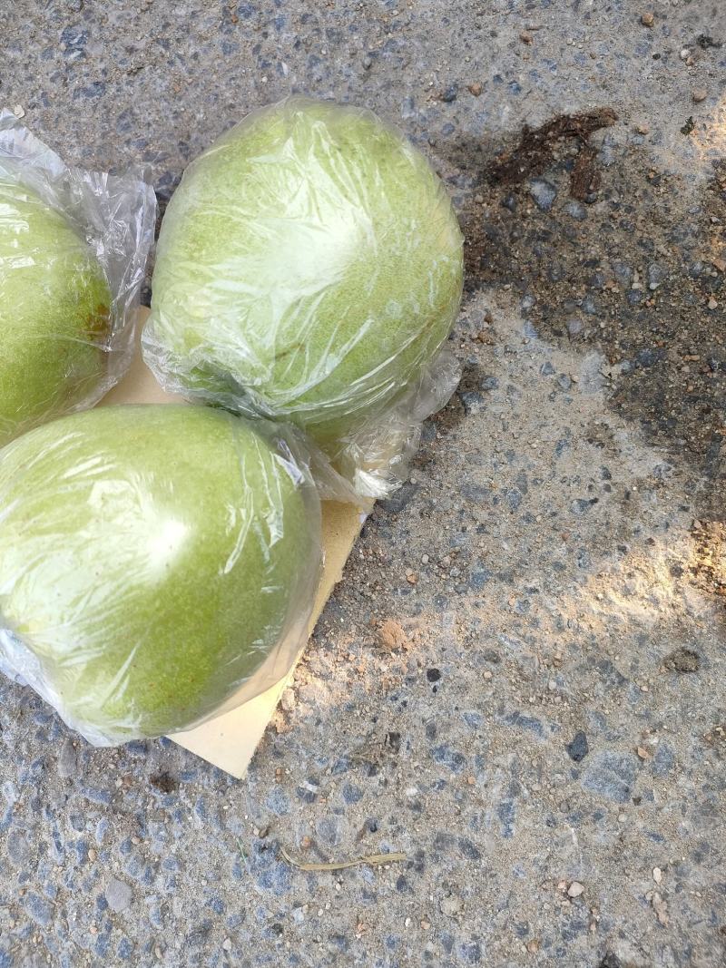 大量金帅苹果上市