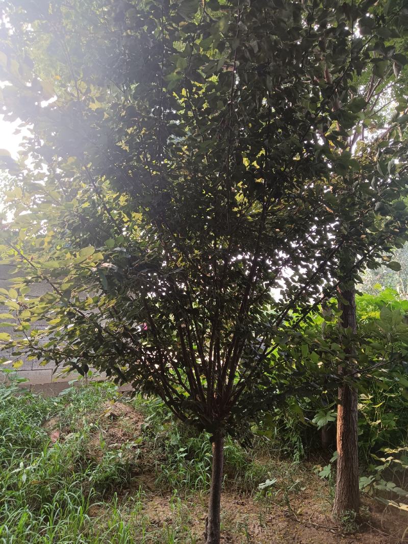 山东美人梅基地直供现挖现发好养耐活规格齐全品质保证