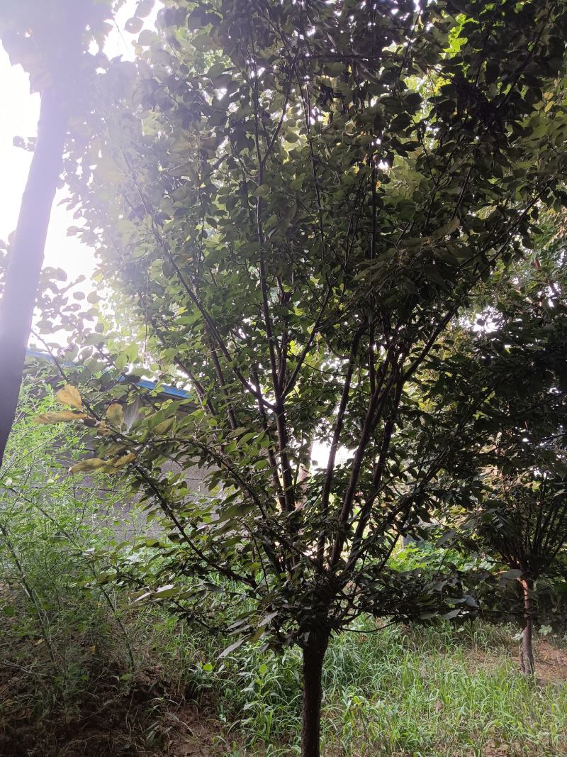 山东美人梅基地直供现挖现发好养耐活规格齐全品质保证