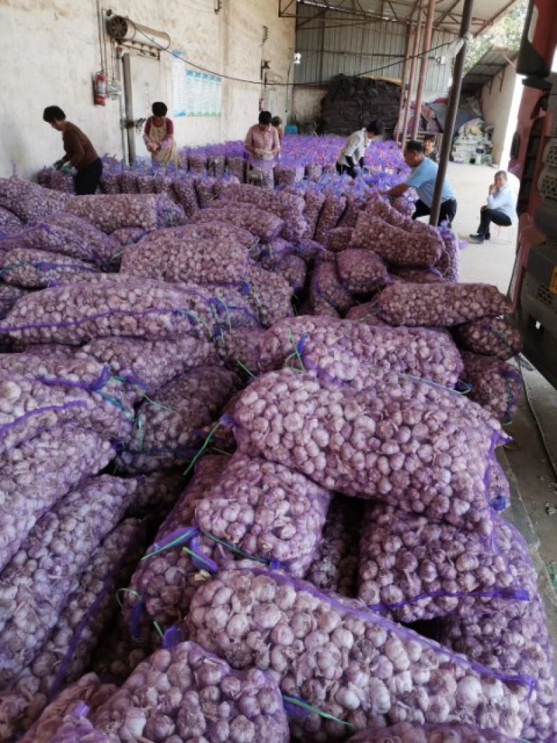 河南大蒜、混级蒜、早熟蒜，品质优良，货量充足，欢迎采购。