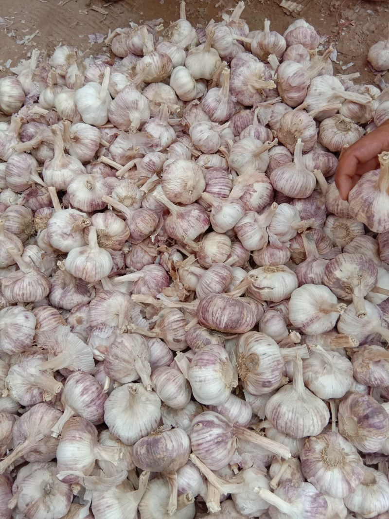 河南大蒜、混级蒜、早熟蒜，品质优良，货量充足，欢迎采购。