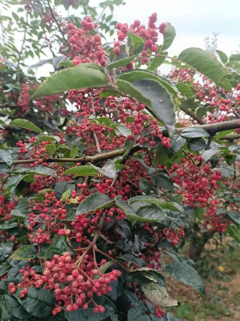 甘肃礼县花椒，味道特别，颜色喜庆，价格美丽，代办一手货源