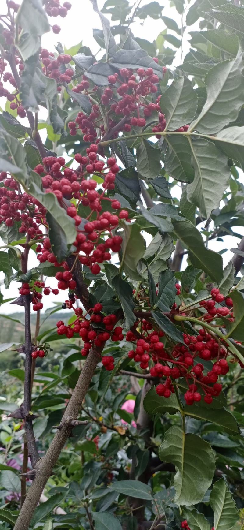 甘肃礼县花椒，味道特别，颜色喜庆，价格美丽，代办一手货源