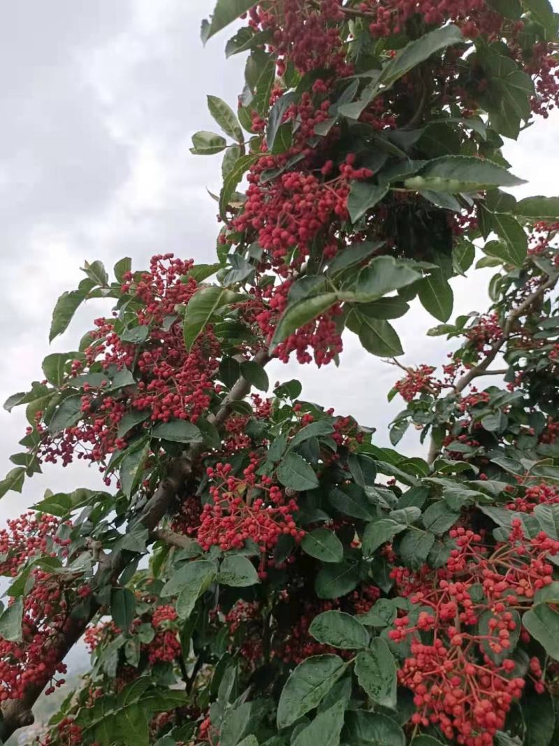 甘肃礼县花椒，味道特别，颜色喜庆，价格美丽，代办一手货源