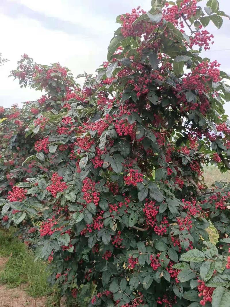 甘肃礼县花椒，味道特别，颜色喜庆，价格美丽，代办一手货源