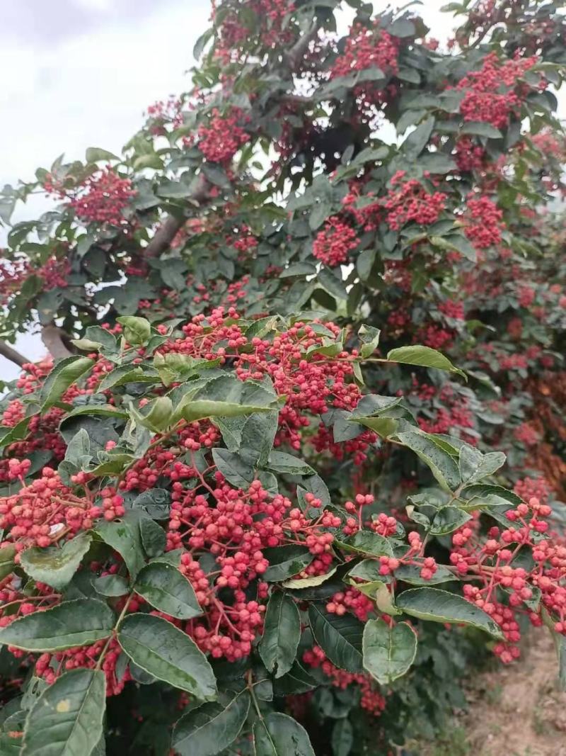 甘肃礼县花椒，味道特别，颜色喜庆，价格美丽，代办一手货源