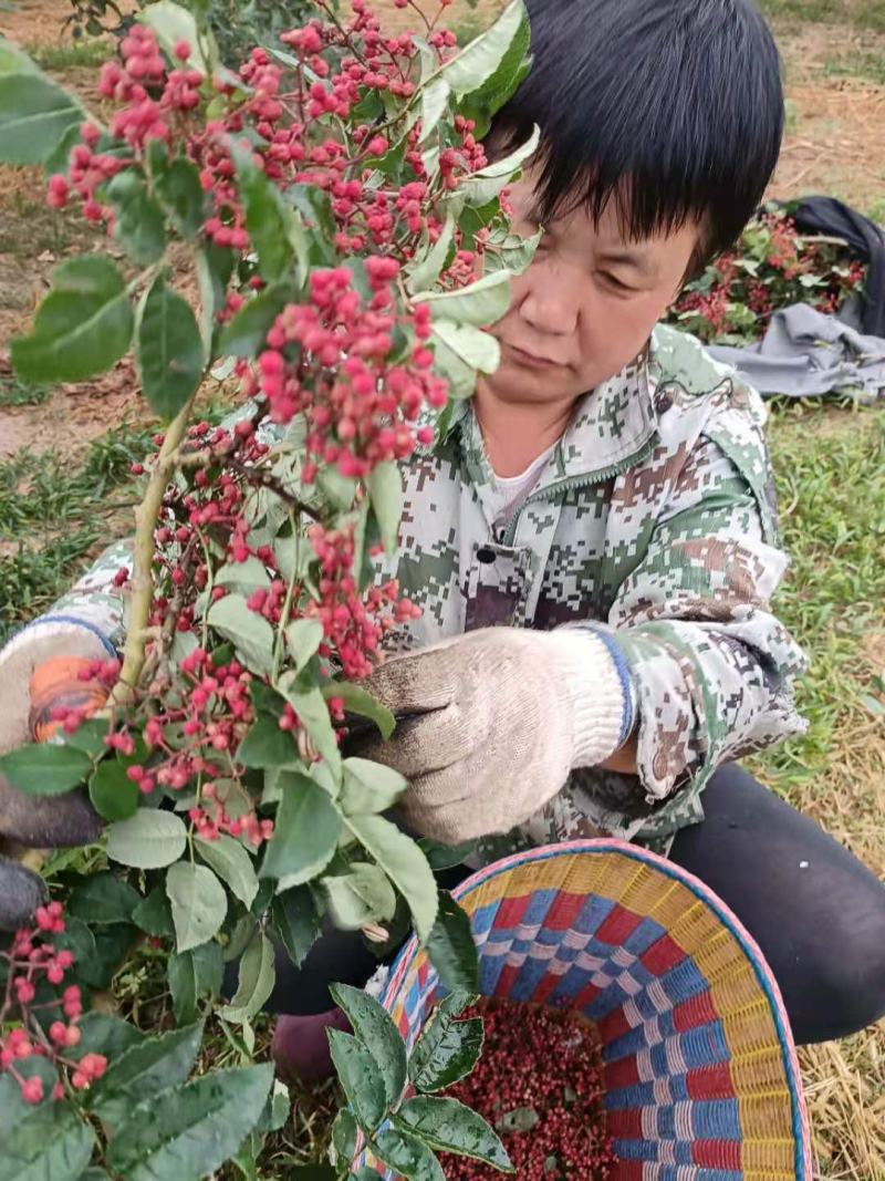 甘肃礼县花椒，味道特别，颜色喜庆，价格美丽，代办一手货源