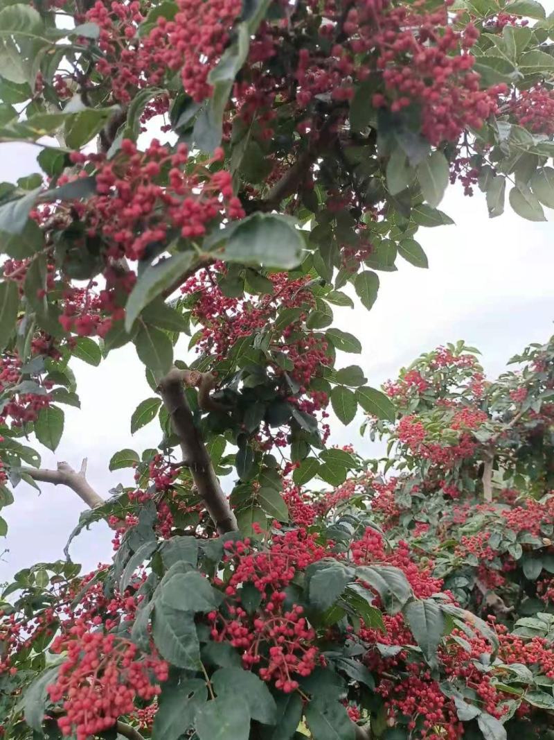 甘肃礼县花椒，味道特别，颜色喜庆，价格美丽，代办一手货源