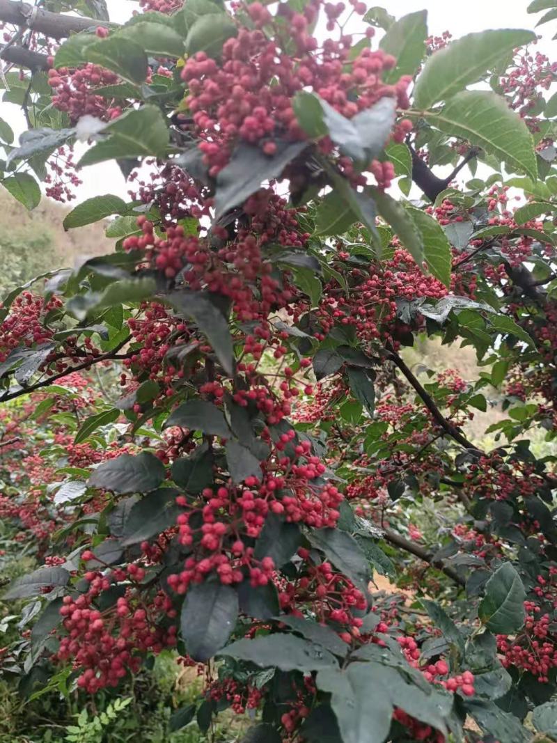 甘肃礼县花椒，味道特别，颜色喜庆，价格美丽，代办一手货源