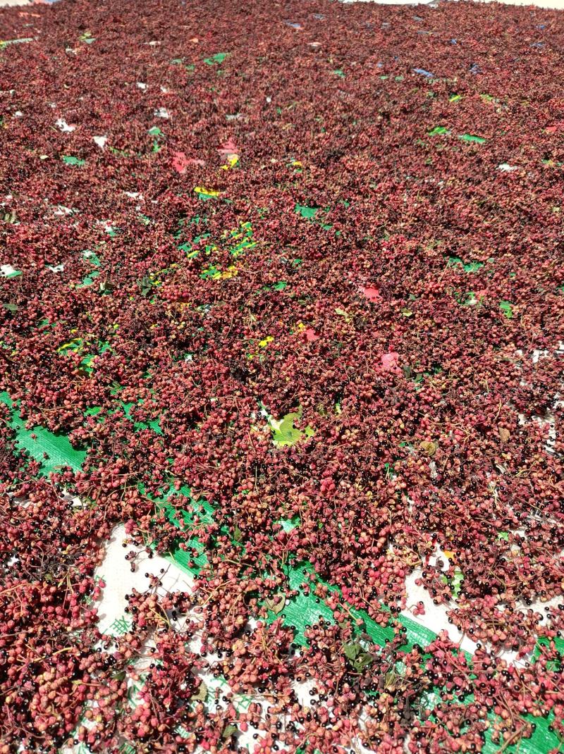 甘肃礼县花椒，味道特别，颜色喜庆，价格美丽，代办一手货源