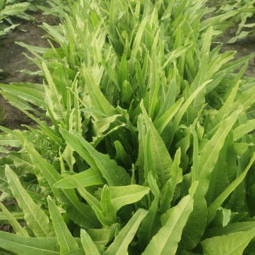 油麦菜
