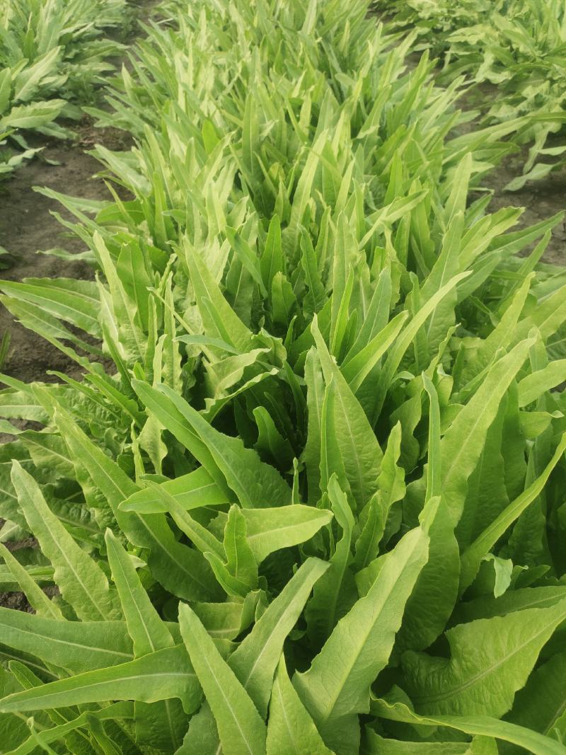 油麦菜