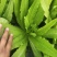 油麦菜