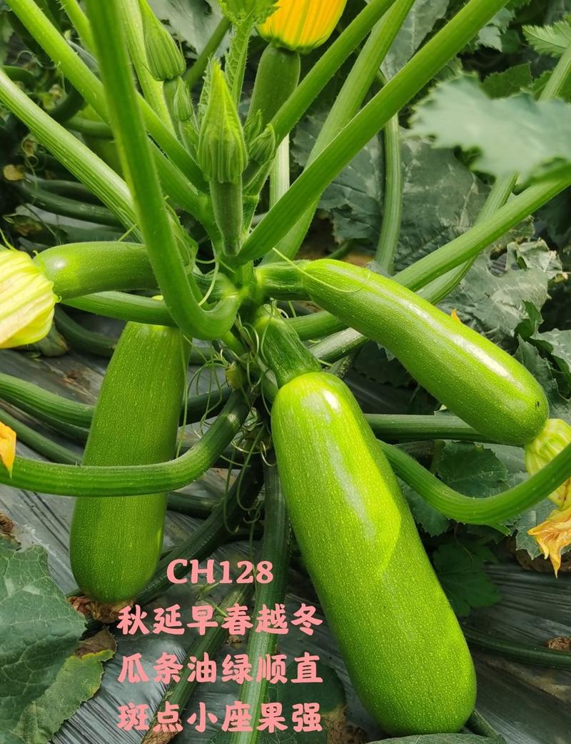 新品CH128秋延越冬早春西葫芦种子瓜条油绿顺直
