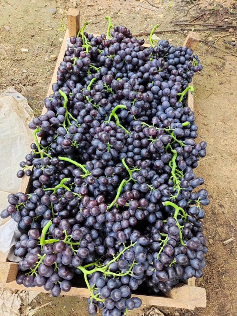 玫瑰香葡萄🍇🍇🍇🍇品质保证，粒粒香甜，长年种植