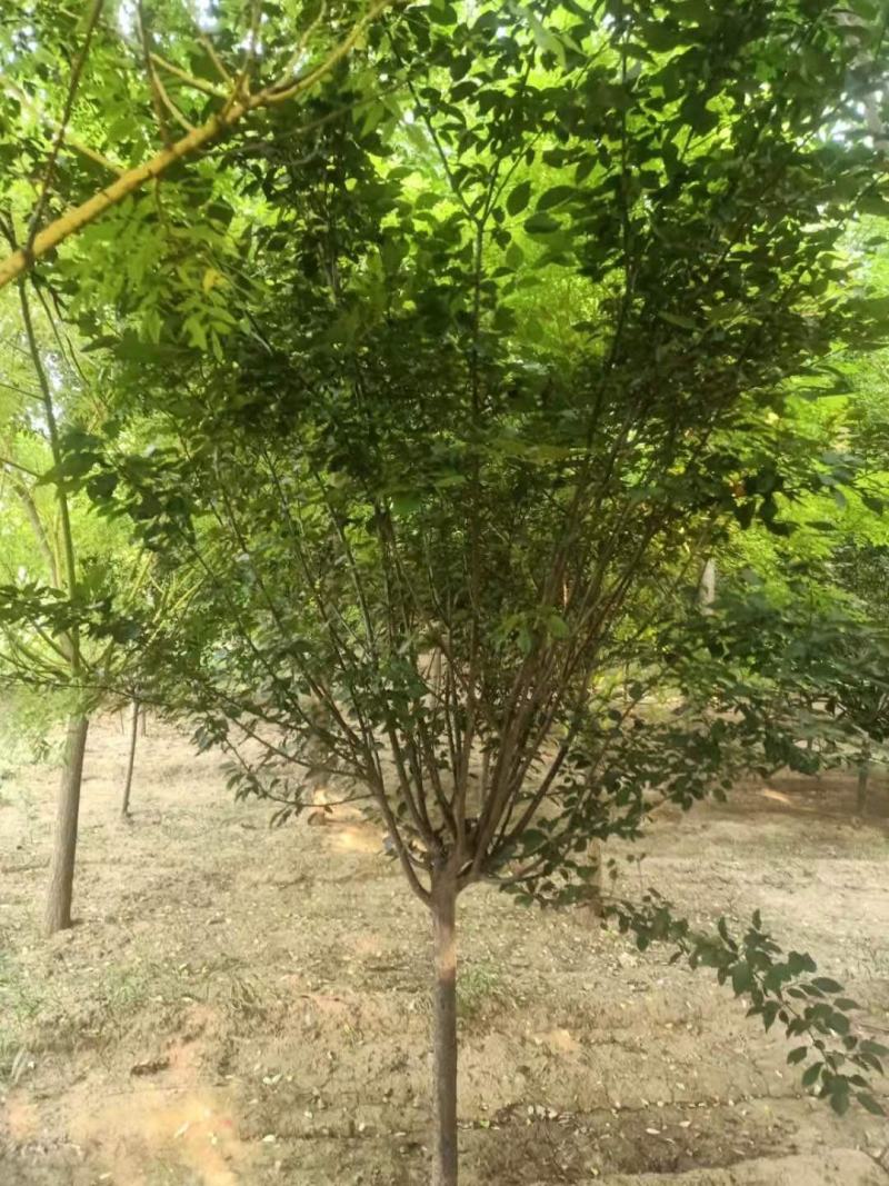 美人梅，基地直销，6-12公分，颗颗精品，欢迎前来选购
