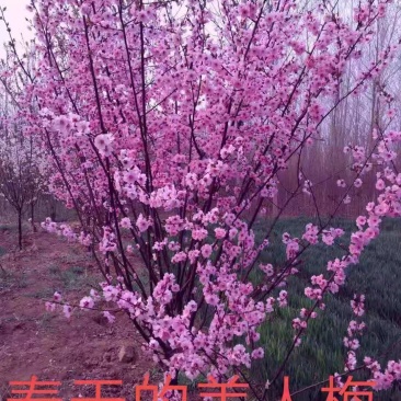 美人梅，基地直销，6-12公分，颗颗精品，欢迎前来选购