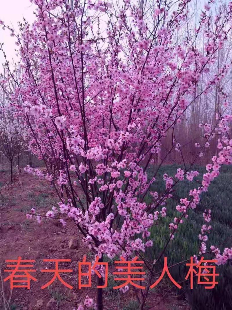 美人梅，基地直销，6-12公分，颗颗精品，欢迎前来选购