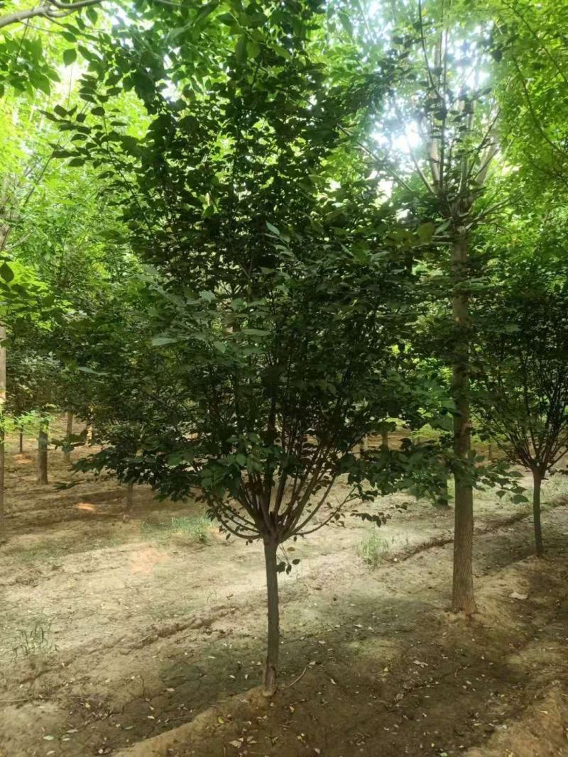 美人梅，基地直销，6-12公分，颗颗精品，欢迎前来选购