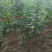 河南省周口市太康县广友园林专业种植合作社