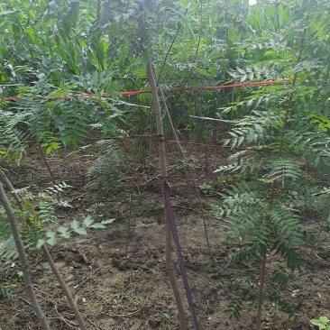 河南省周口市太康县广友园林专业种植合作社