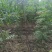 河南省周口市太康县广友园林专业种植合作社
