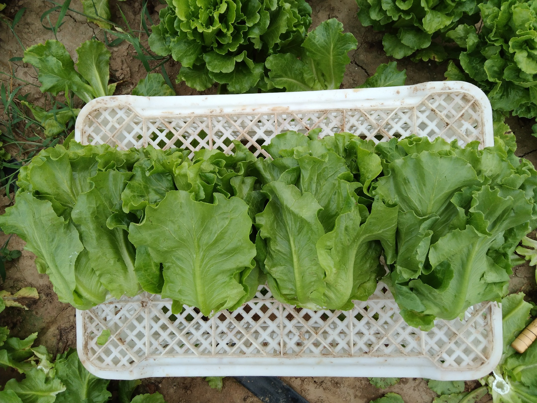 散叶生菜在冰箱中的保存方式