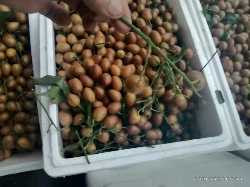 鸡心黄皮，圆形鸡心黄皮，支持代发，支持奶茶店专用