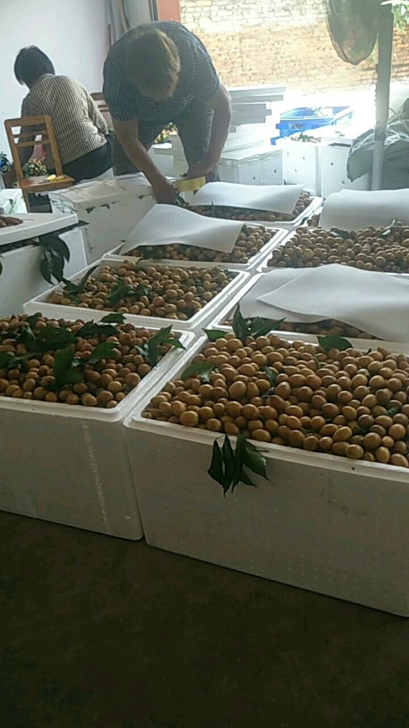 鸡心黄皮，圆形鸡心黄皮，支持代发，支持奶茶店专用