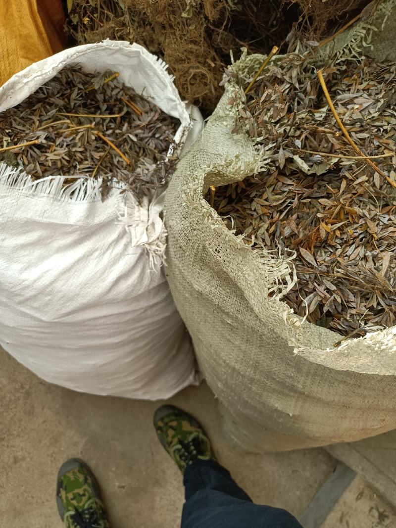 博落回杆根号桐杆鲜货干货勃勒回三钱三大叶莲菠萝筒鲜叶子