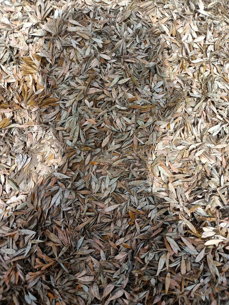 博落回杆根号桐杆鲜货干货勃勒回三钱三大叶莲菠萝筒鲜叶子