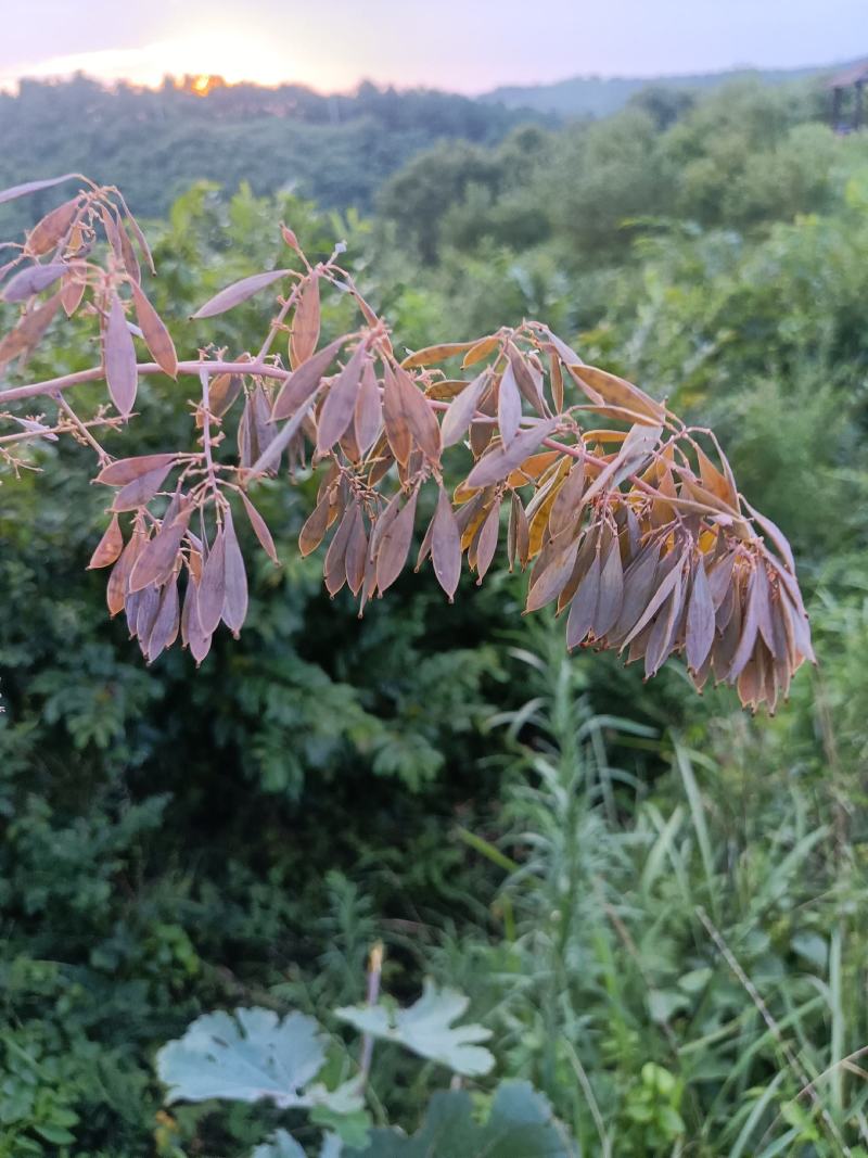 博落回杆根号桐杆鲜货干货勃勒回三钱三大叶莲菠萝筒鲜叶子