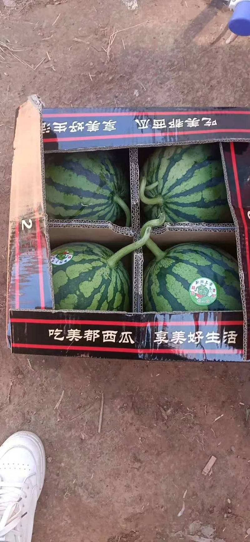 海南无仔大西瓜现场验货中，相中的老板看货给价。。。