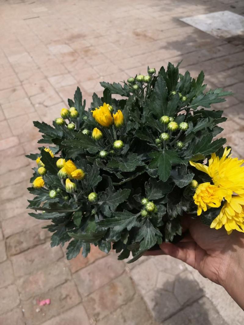出售黄色菊花开花好品质高根系发达菊花批发价格
