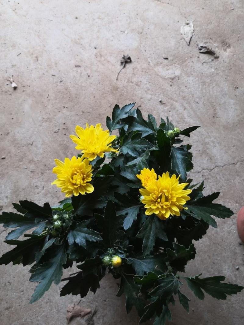 出售黄色菊花开花好品质高根系发达菊花批发价格