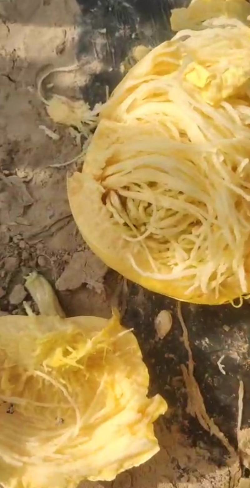 金丝搅瓜（圆瓜）