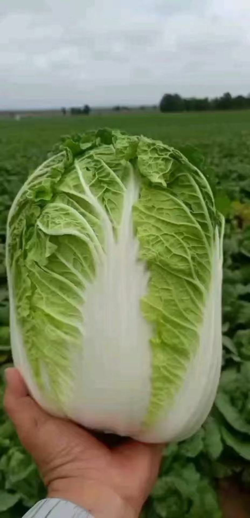 娃娃菜大量有货