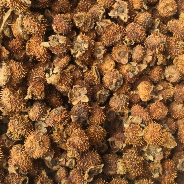 出售贵州山区的刺梨干果，刺梨鲜果！