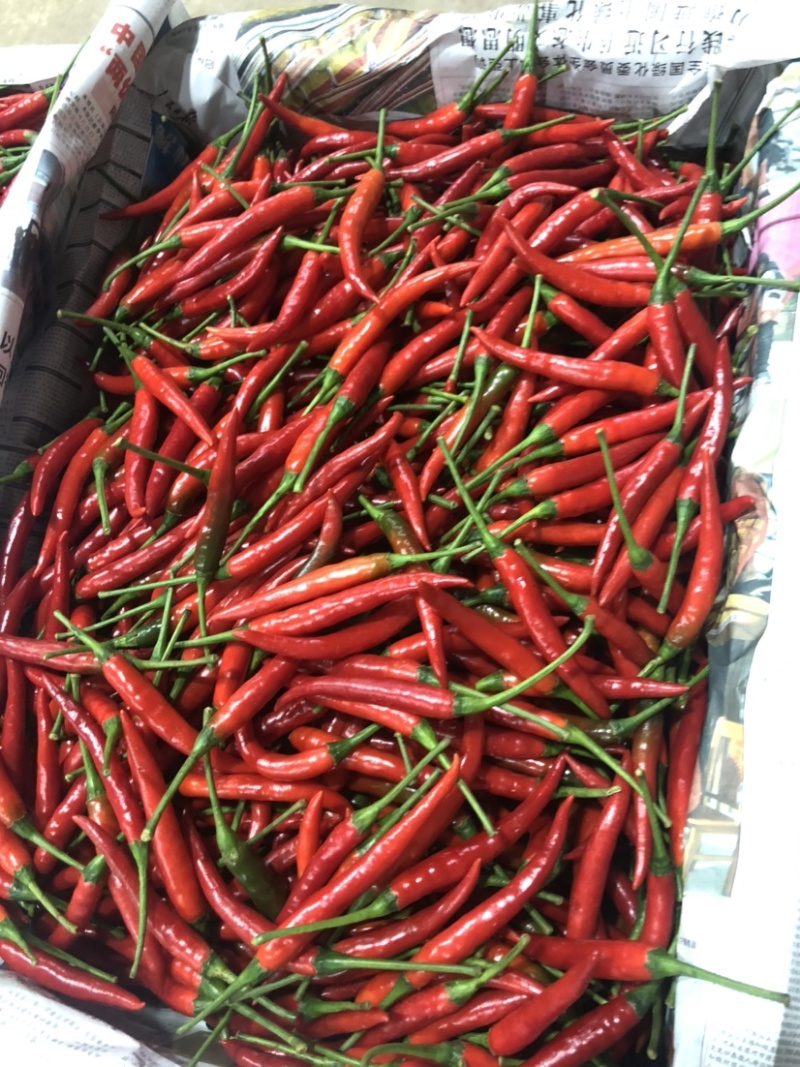 小米辣