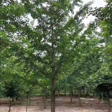 银杏树大量供应各种规格