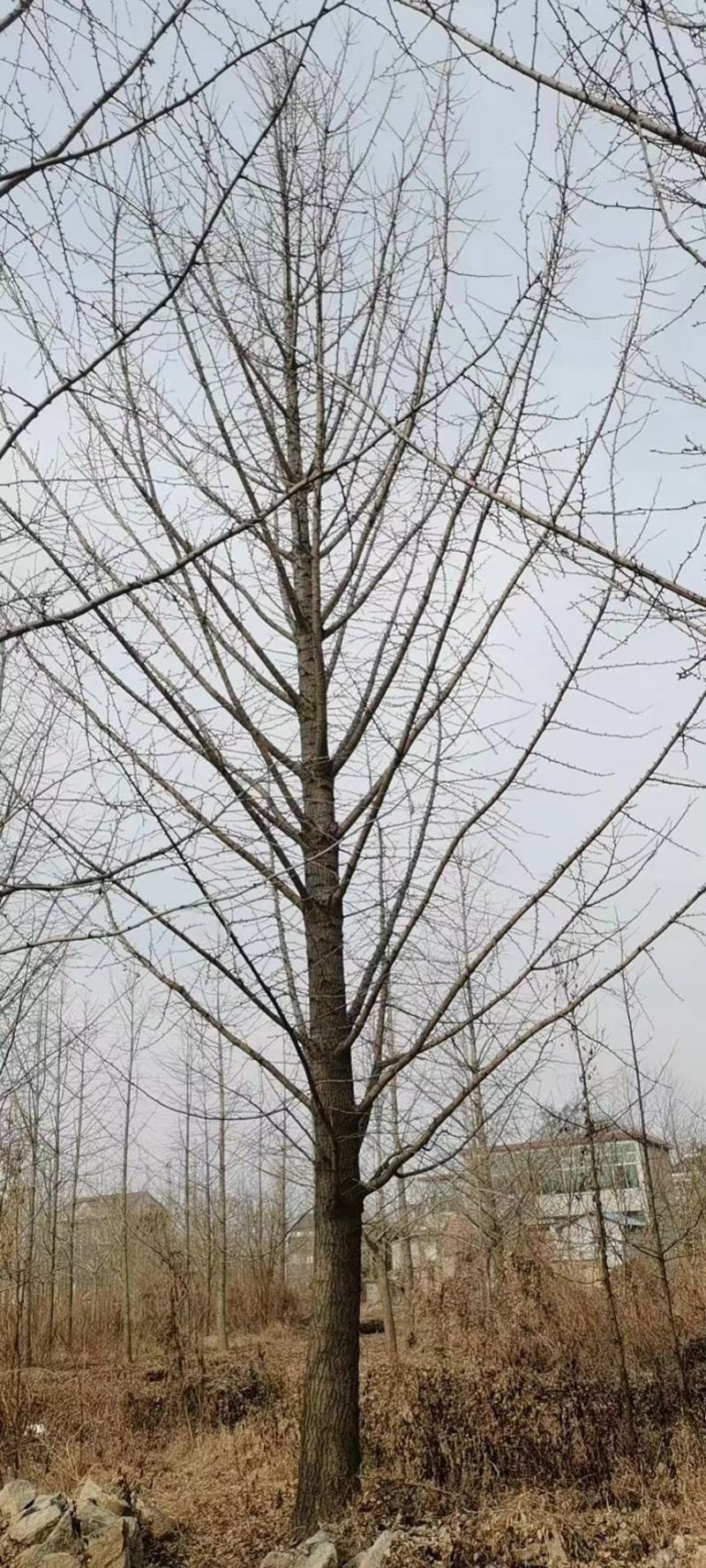 银杏树大量供应各种规格