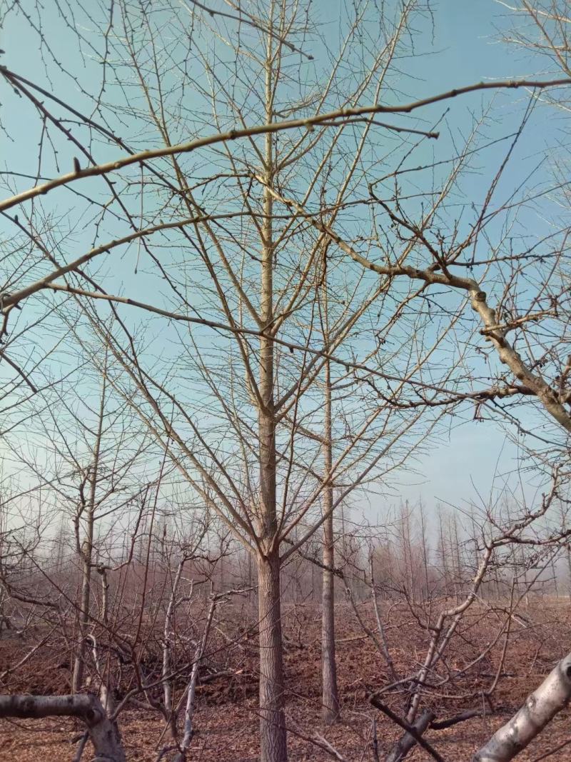 银杏树大量供应各种规格