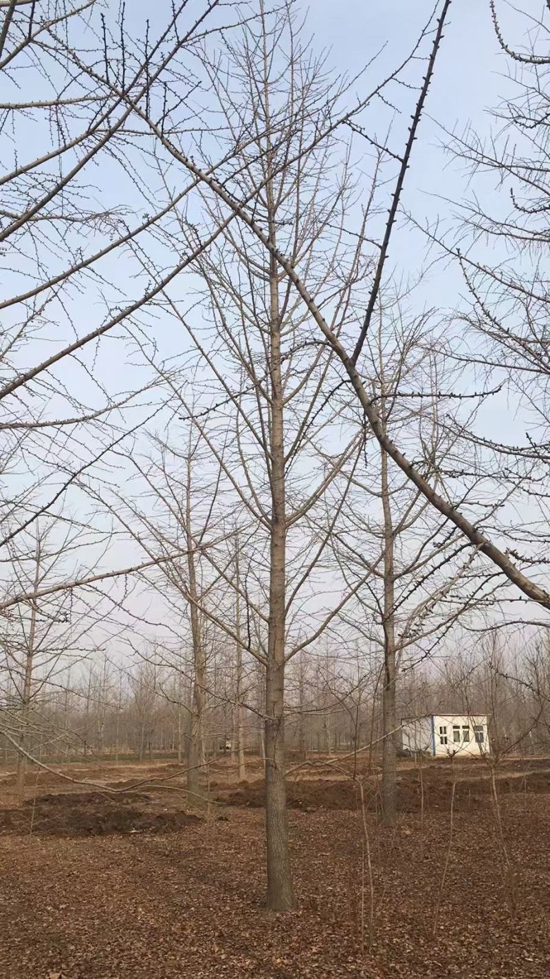 银杏树大量供应各种规格