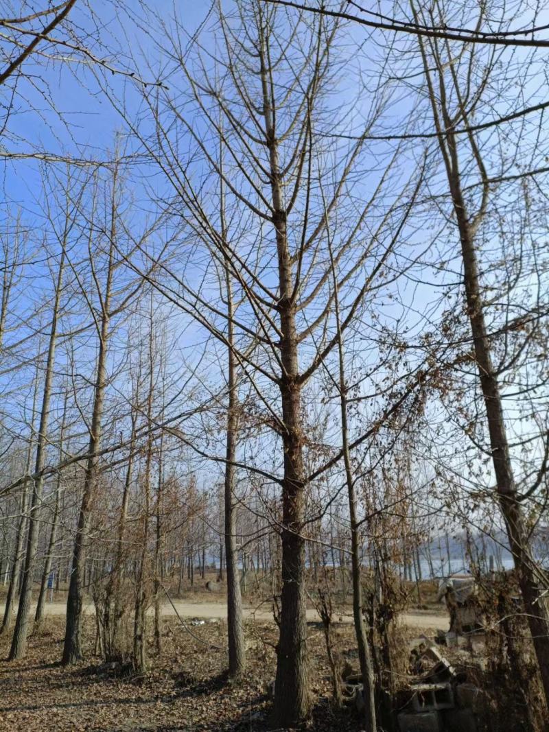 银杏树大量供应各种规格