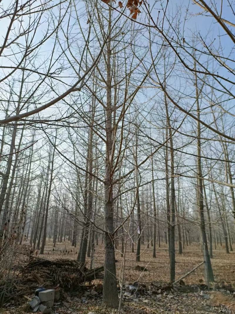 银杏树大量供应各种规格