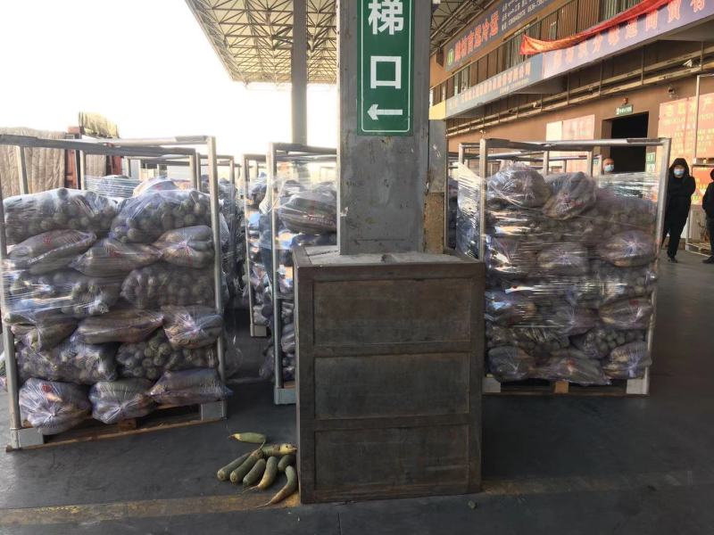 潍县萝卜青萝卜产地直销货源充足质优价廉直供市场批发电商