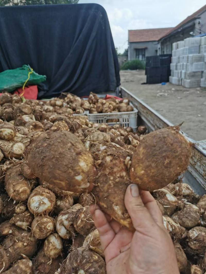 毛芋头8520，沙土地的，大中小，大量有货供应，货源充足