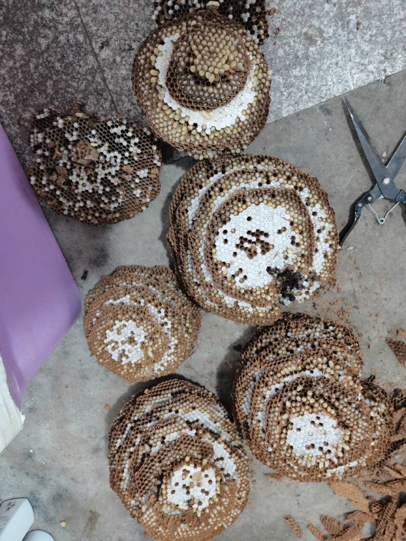 鲜货，冻货蜂蛹