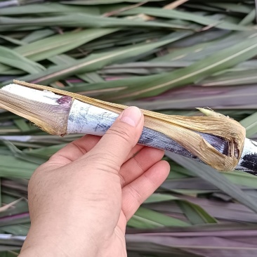高产量牧草红象草动物的草料多年生种植分蘖能力强
